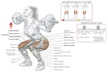 Muskler i knäböj ur Delaviers bok