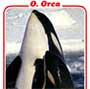 Icon for educational game Mammals hierarchy game