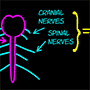 Icon for educational game Peripheral Nervous System hierarchy game